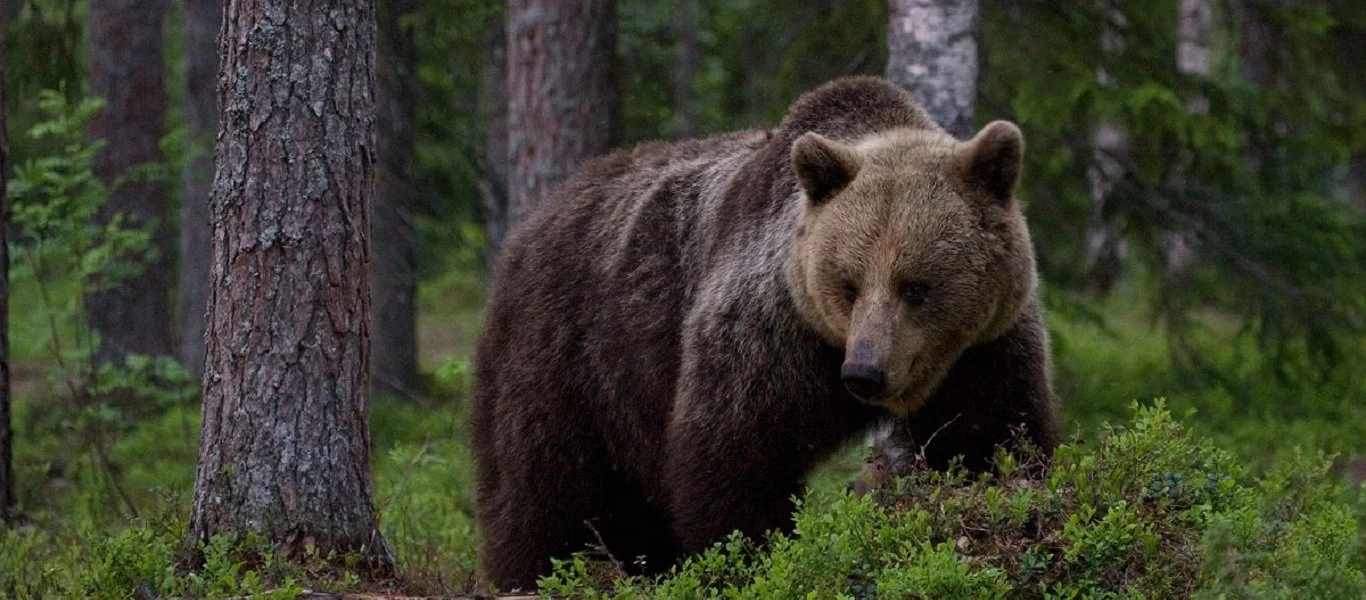 Επικίνδυνη συνήθεια: Είδε αρκούδα και στήθηκε για… σέλφι (βίντεο)